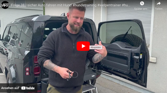 Folge 38: Sicher Auto fahren mit Hund